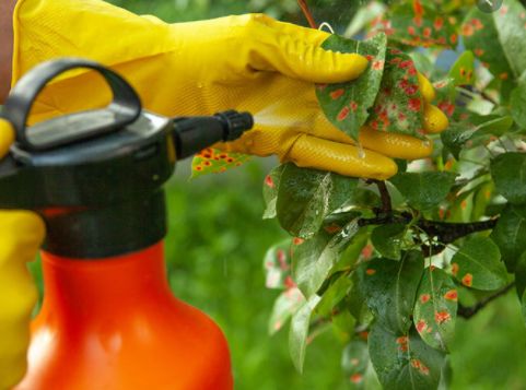 グローバル植物殺菌剤のトップ会社の市場シェアおよびランキング 2024